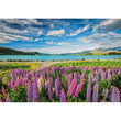 Load image into Gallery viewer, Lupins At Lake Tekapo - 1500 pieces
