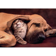 Load image into Gallery viewer, Cuddles - 500 pieces
