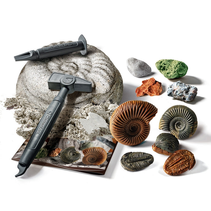 Fossils and Minerals