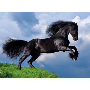 Fresian Black Horse - 500 pieces